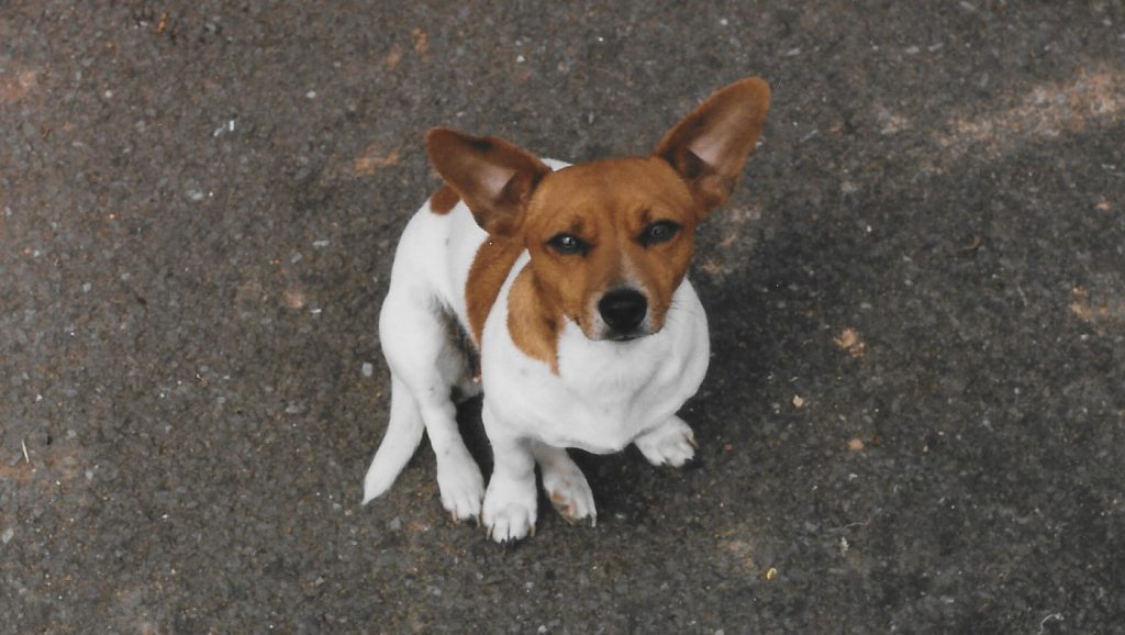 Jack Russell siting on road