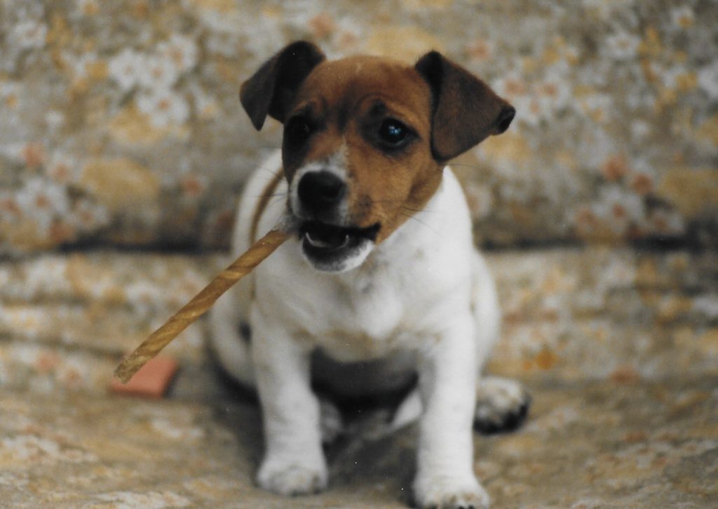 Jack Russell chewing a chew stick