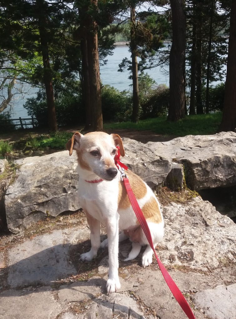 Brown and white Jack Russell Terrier sitting on a wall