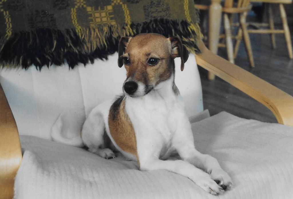 Jack Russell sitting on chair