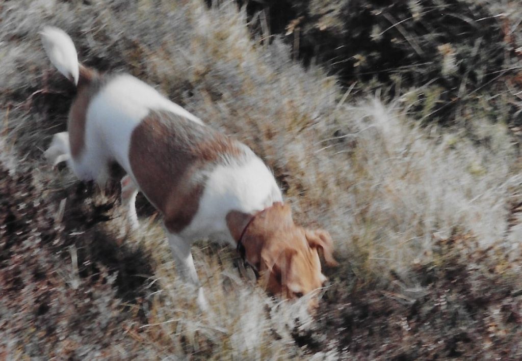 Jack Russell in the grass