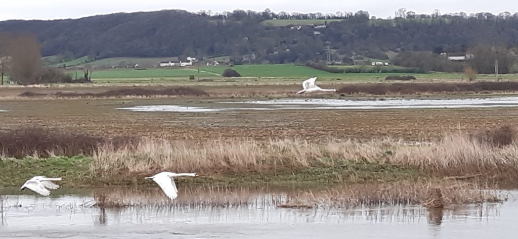 Three swans flying along the River Parrett with the village of Aller in the background