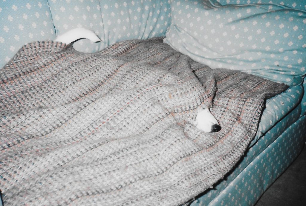 Jack Russell nose under a blanket on a sofa