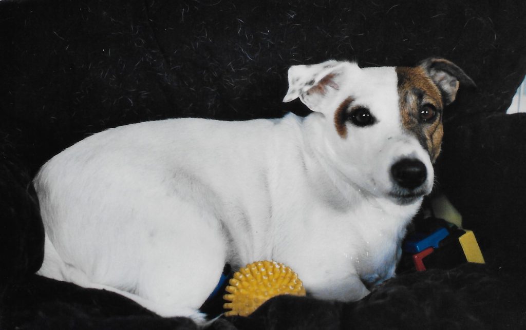 Jack Russell lying on black cushion